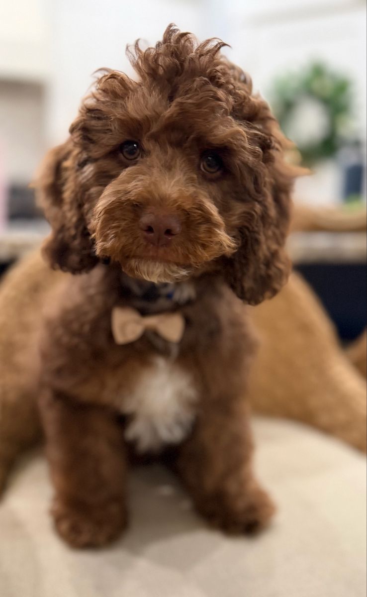 Teddy bear cavapoo