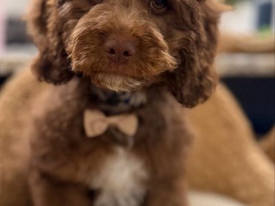 Teddy bear cavapoo