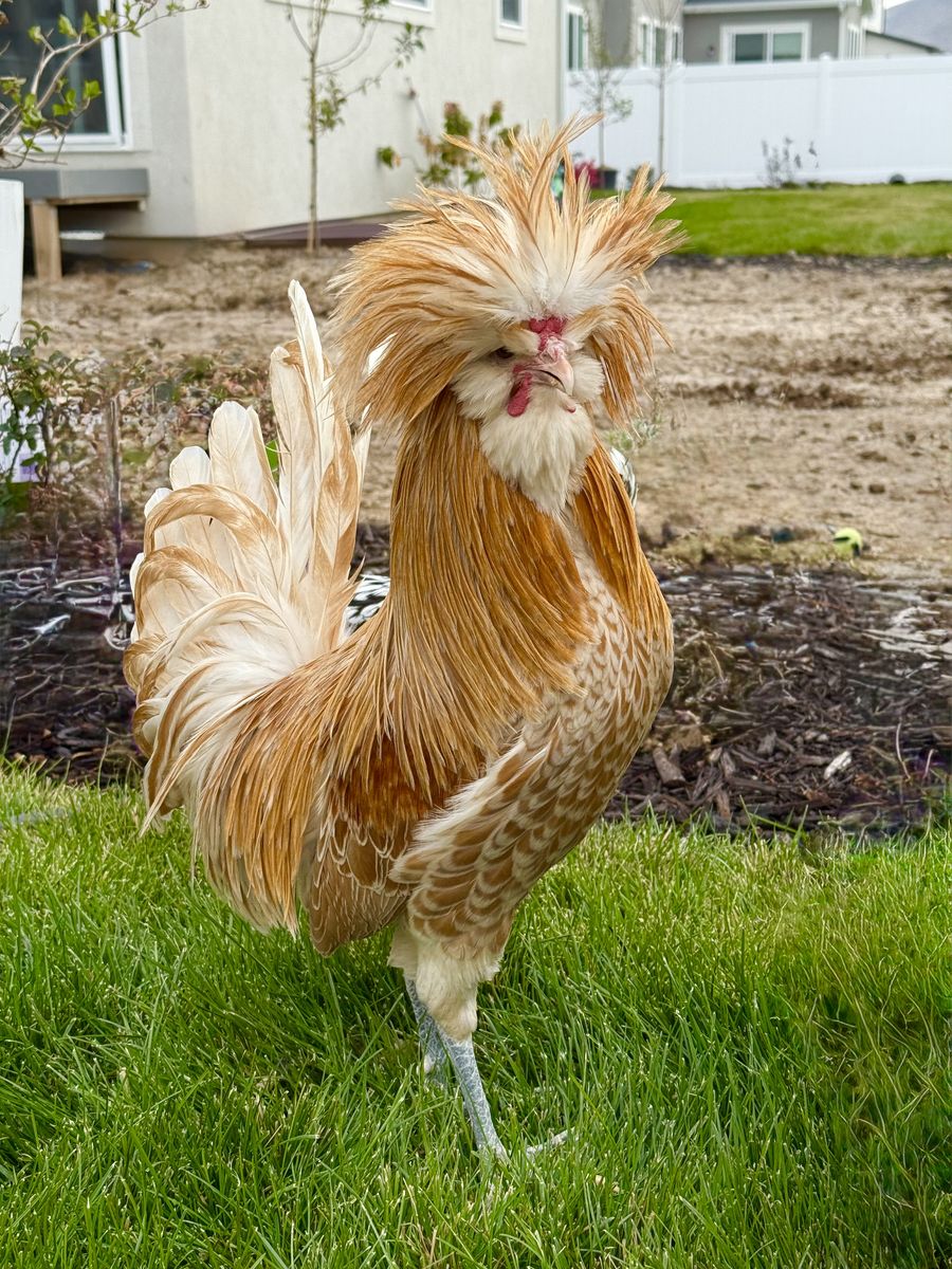Polish Crested Rooster — 11 Months — Must Go ASAP — $10
