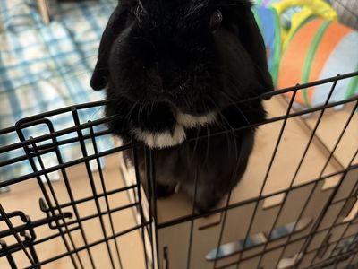 FREE Mini Lop Bunny