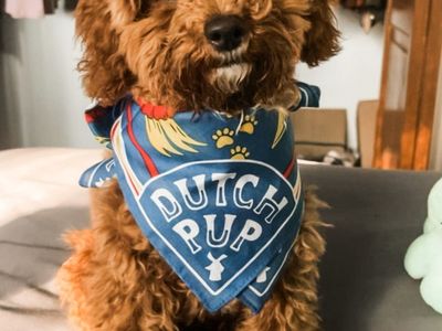 AKC RED TOY POODLE STUD 6.5 LBS