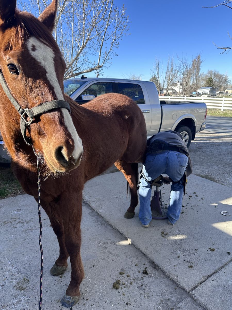 4 Years Old Holsteiner