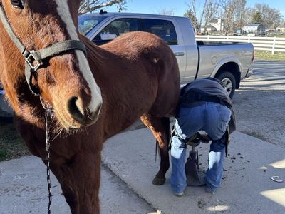 4 Years Old Holsteiner