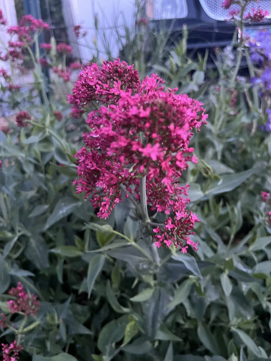 Junipers beard, salvia, other flowers gratis