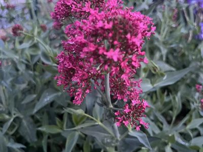 Junipers beard, salvia, other flowers gratis