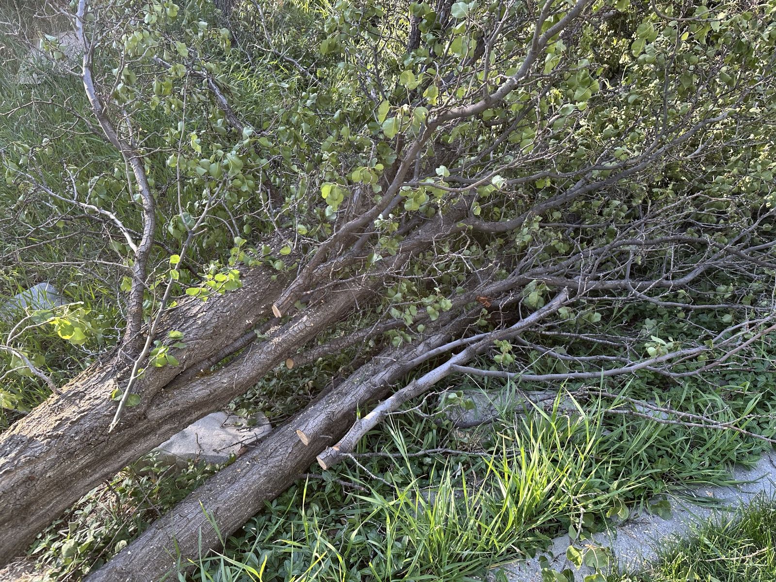 Main image 6
