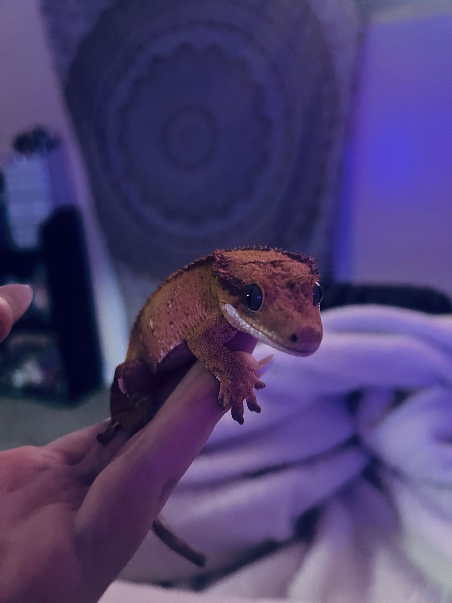 Crested gecko
