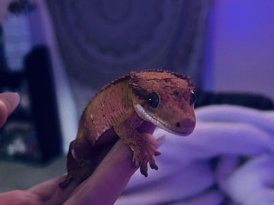 Crested gecko