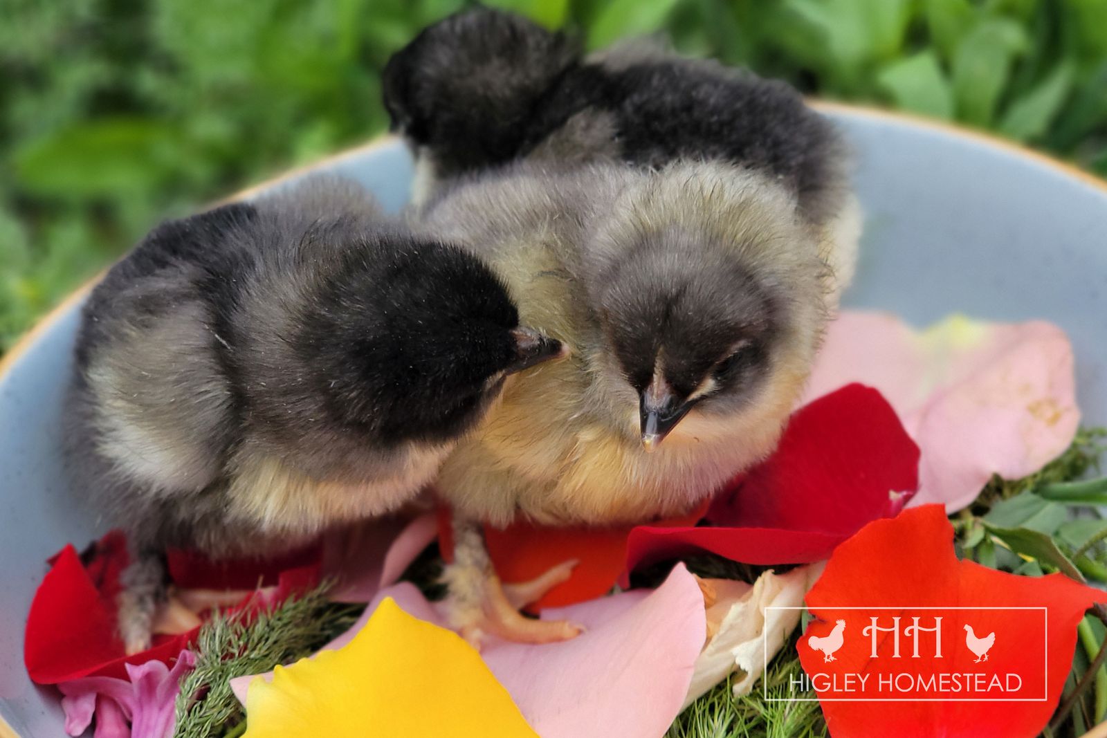Blue Copper Marans Chicks - Spring sale!