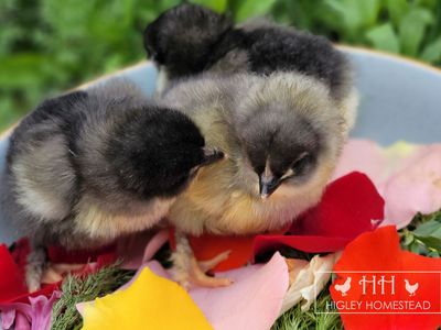 Blue Copper Marans Chicks - Spring sale!