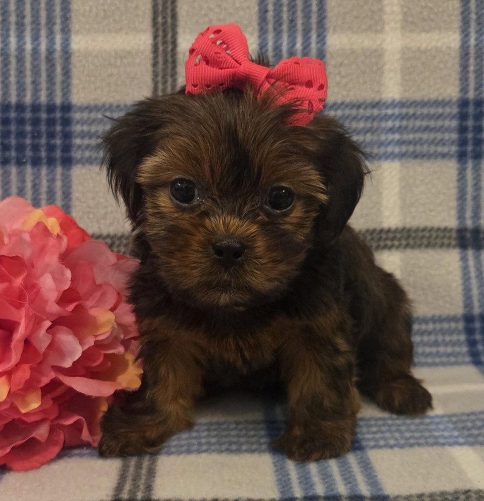 Adorable Shorkie Puppies