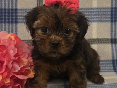 Adorable Shorkie Puppies