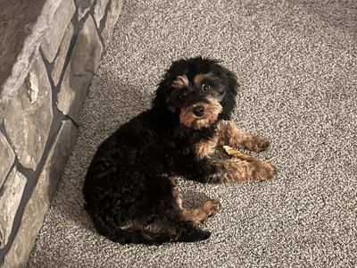 Cavapoo