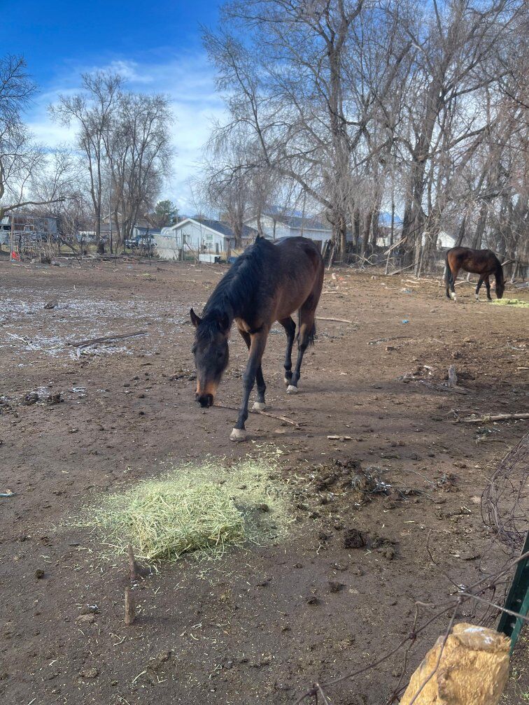 5 year old race mare