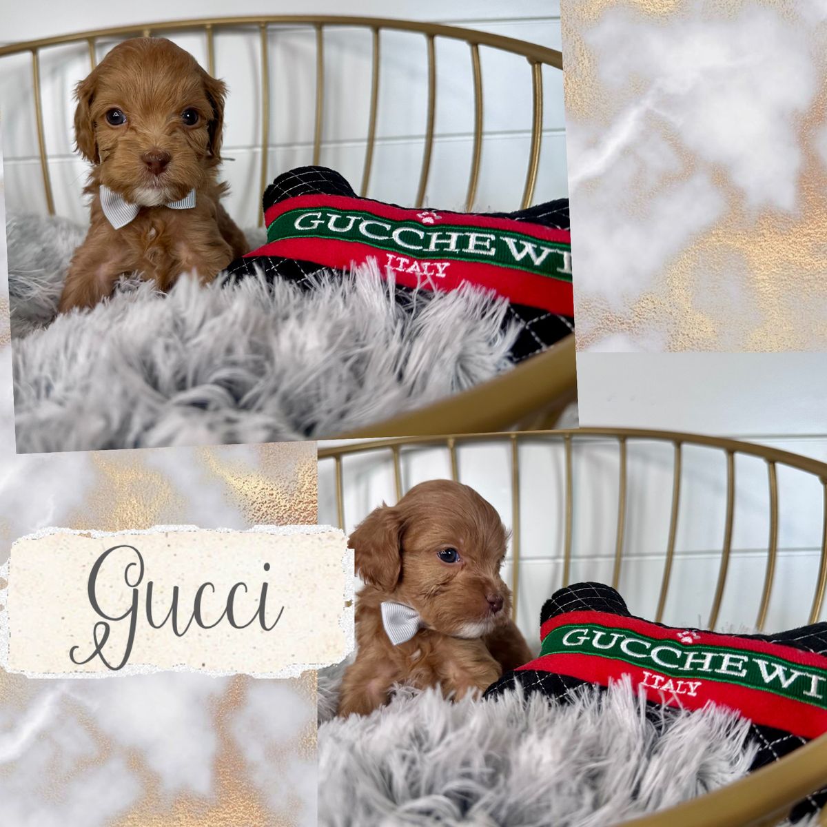 Australian Cavapoo puppies