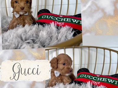 Australian Cavapoo puppies