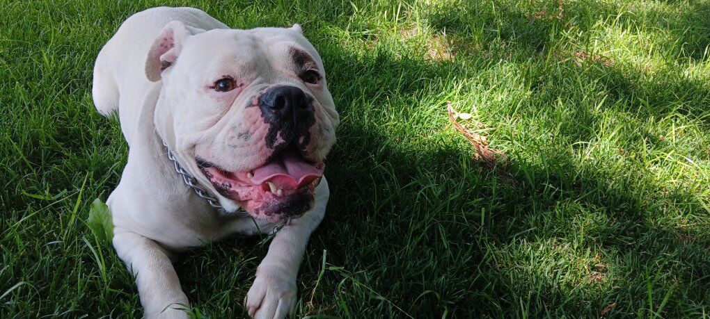 Old English Bulldog Male
