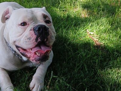 Old English Bulldog Male