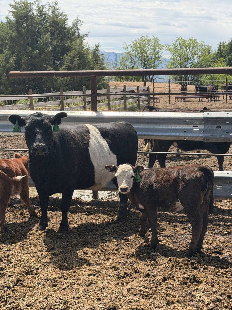 Cow/Calf Pair