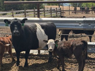 Cow/Calf Pair