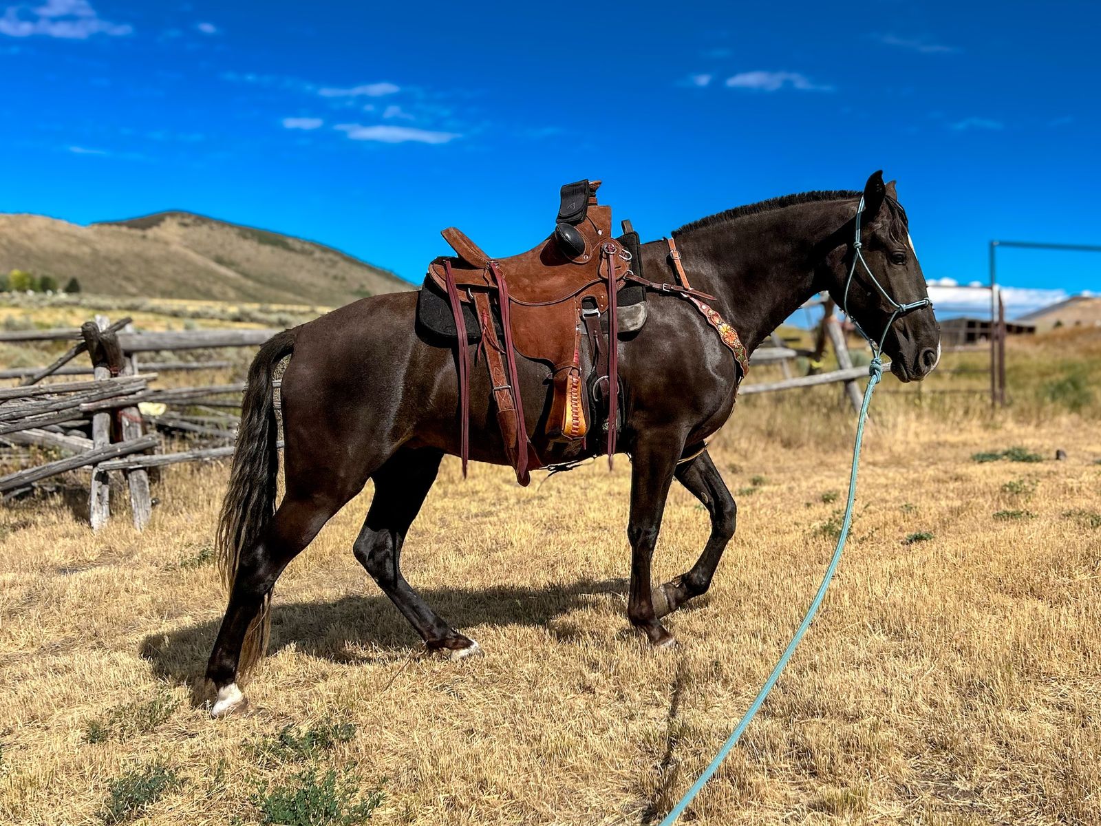 3yr old Rocky/TWH
