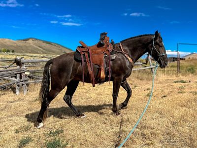 3yr old Rocky/TWH