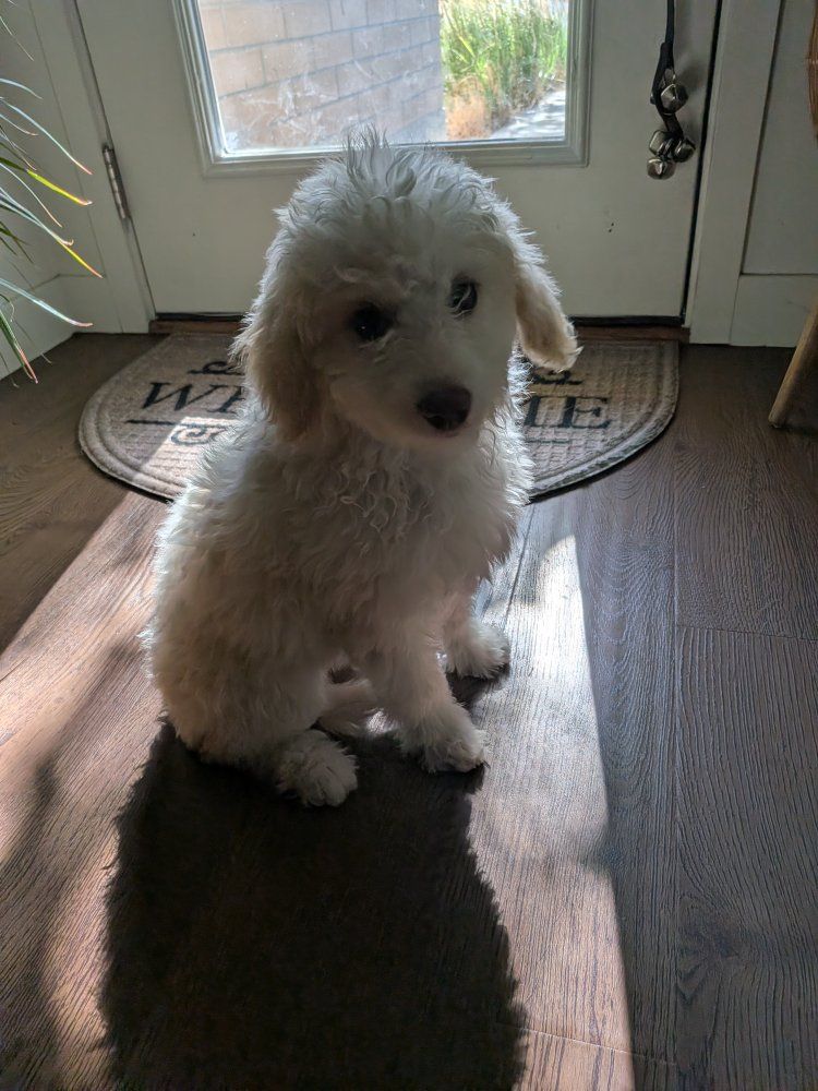 Adorable mini Labradoodle Puppy - Ready for a Loving Home!