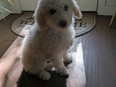Adorable mini Labradoodle Puppy - Ready for a Loving Home!