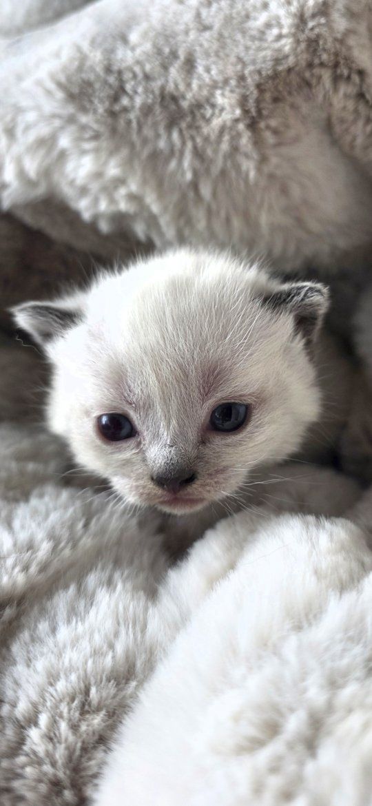 munchkin kittens!
