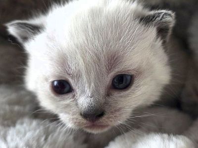 munchkin kittens!