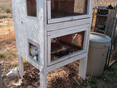 Two story rabbit hutch