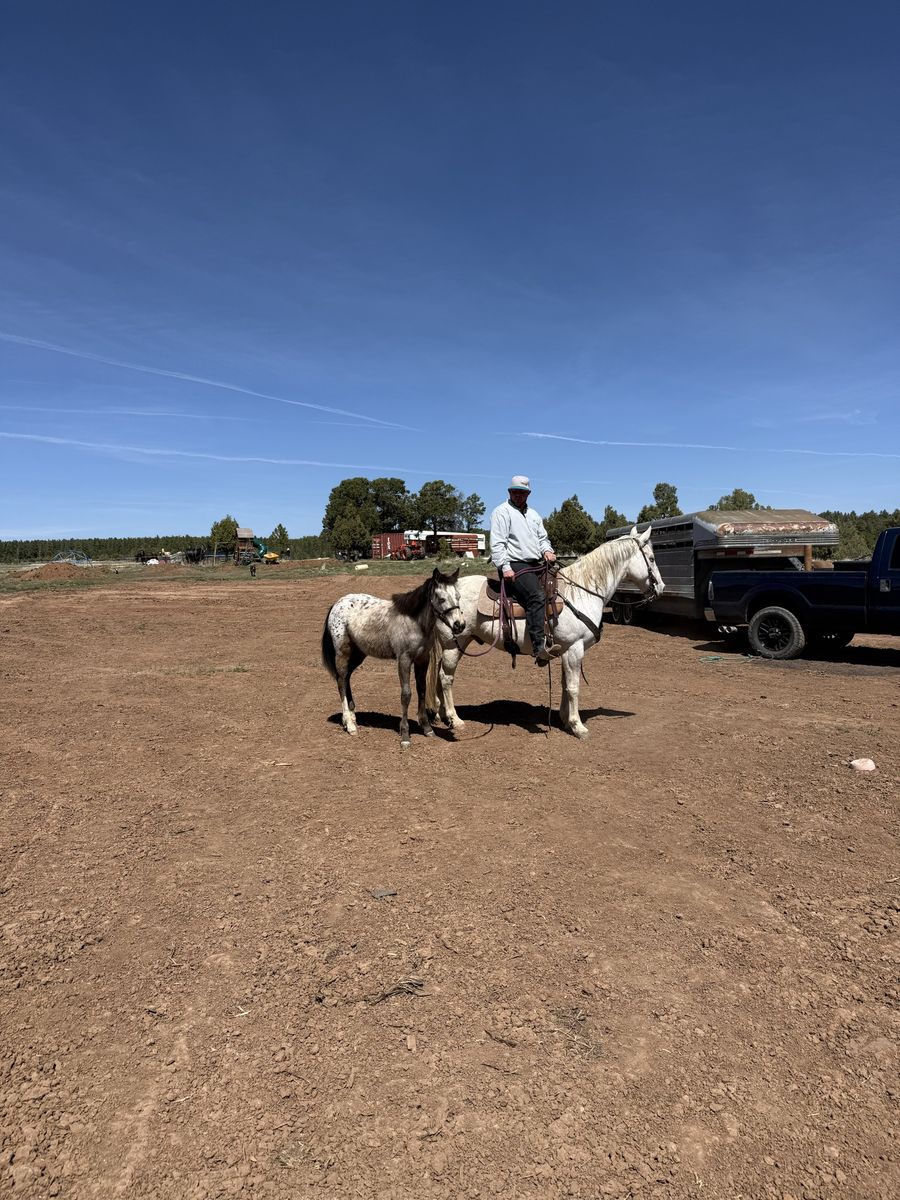 14 year old Grade Gelding