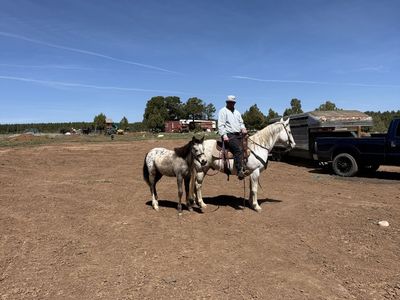 14 year old Grade Gelding