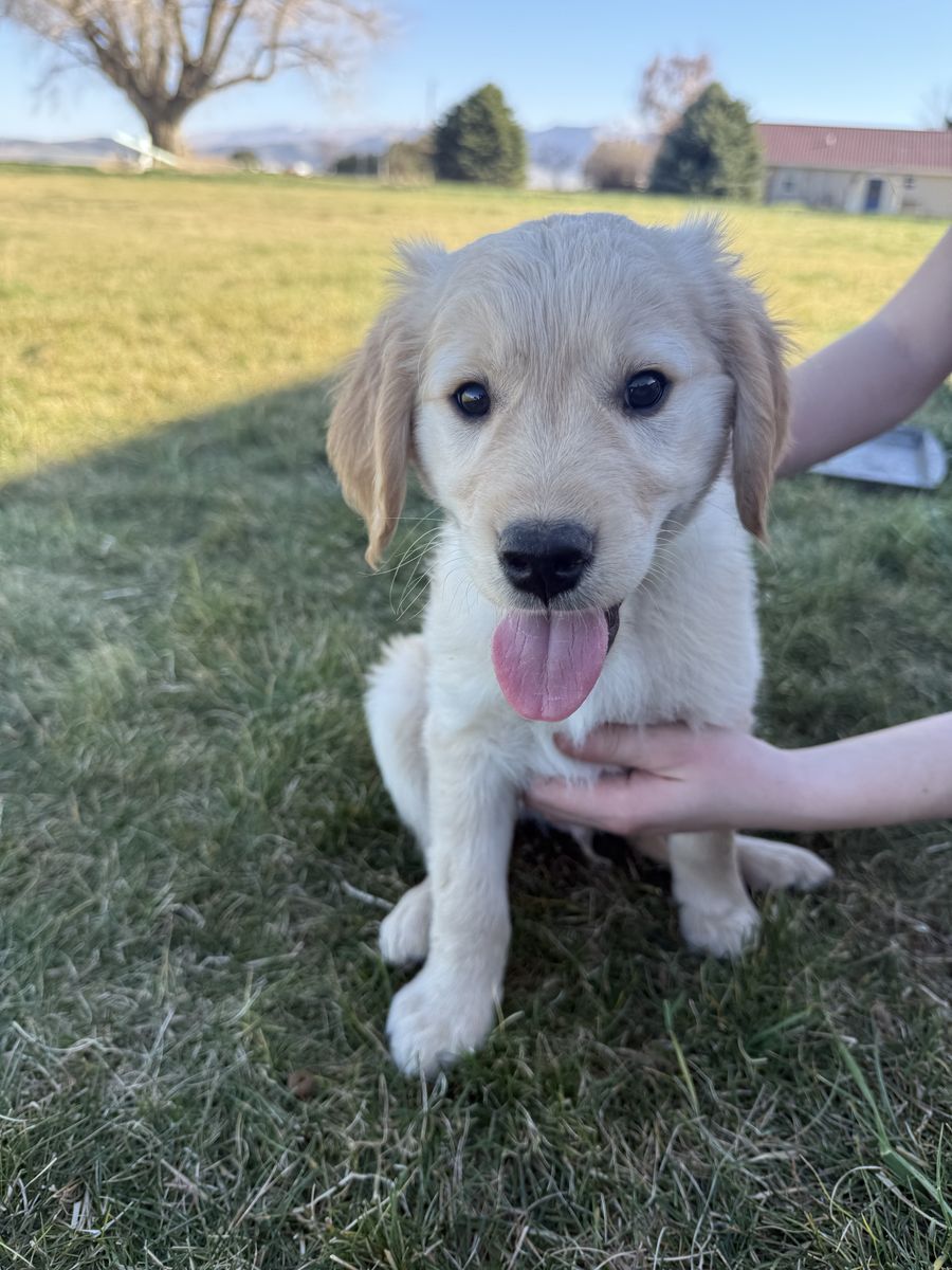 AKC Golden Retrievers- 1 Male Available Now!