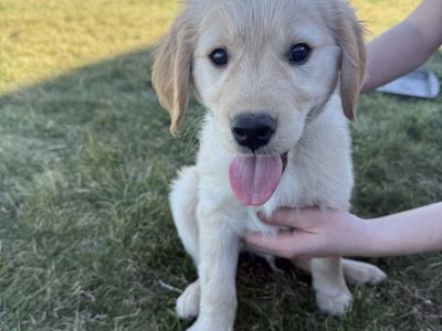 AKC Golden Retrievers- 1 Male Available Now!