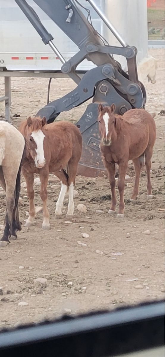 Big boned Grade yearlings