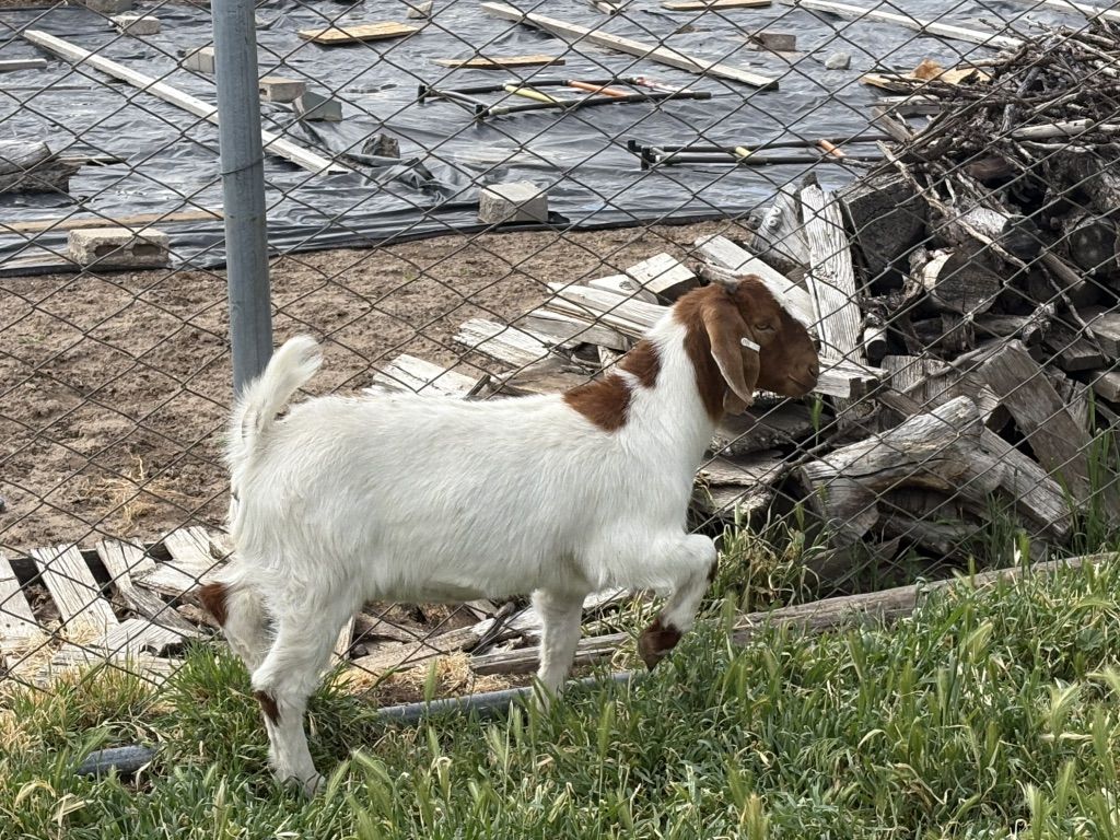 Boer Doe Prospect