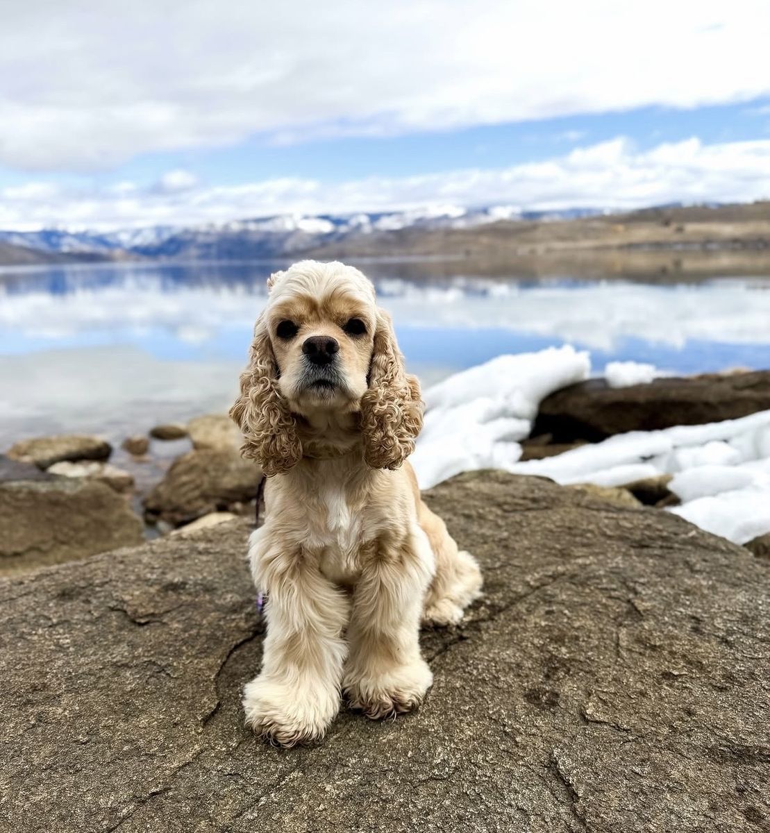 Cocker Spaniel girl