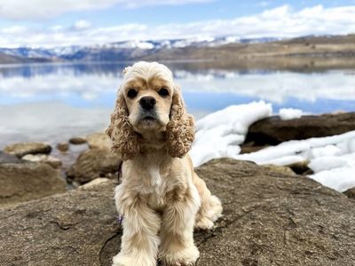 Cocker Spaniel girl