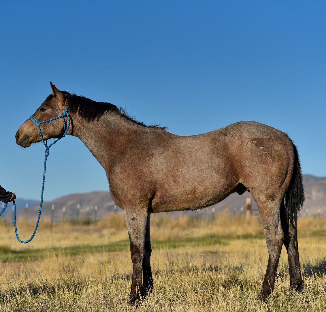2yr old Gelding - TM Pirates Bounty