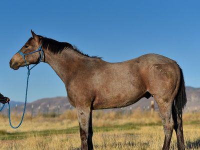 2yr old Gelding - TM Pirates Bounty