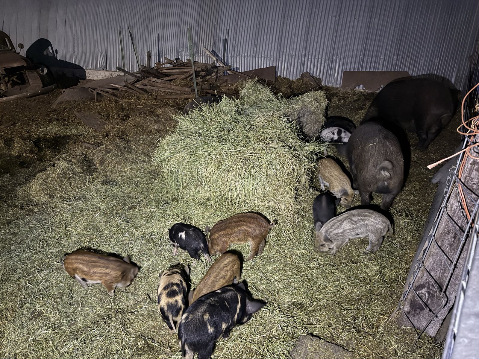 Mangalica Pigs For Sale