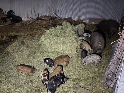 Mangalica Pigs For Sale