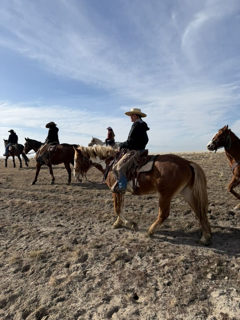 3 Year Old Half Draft Gelding