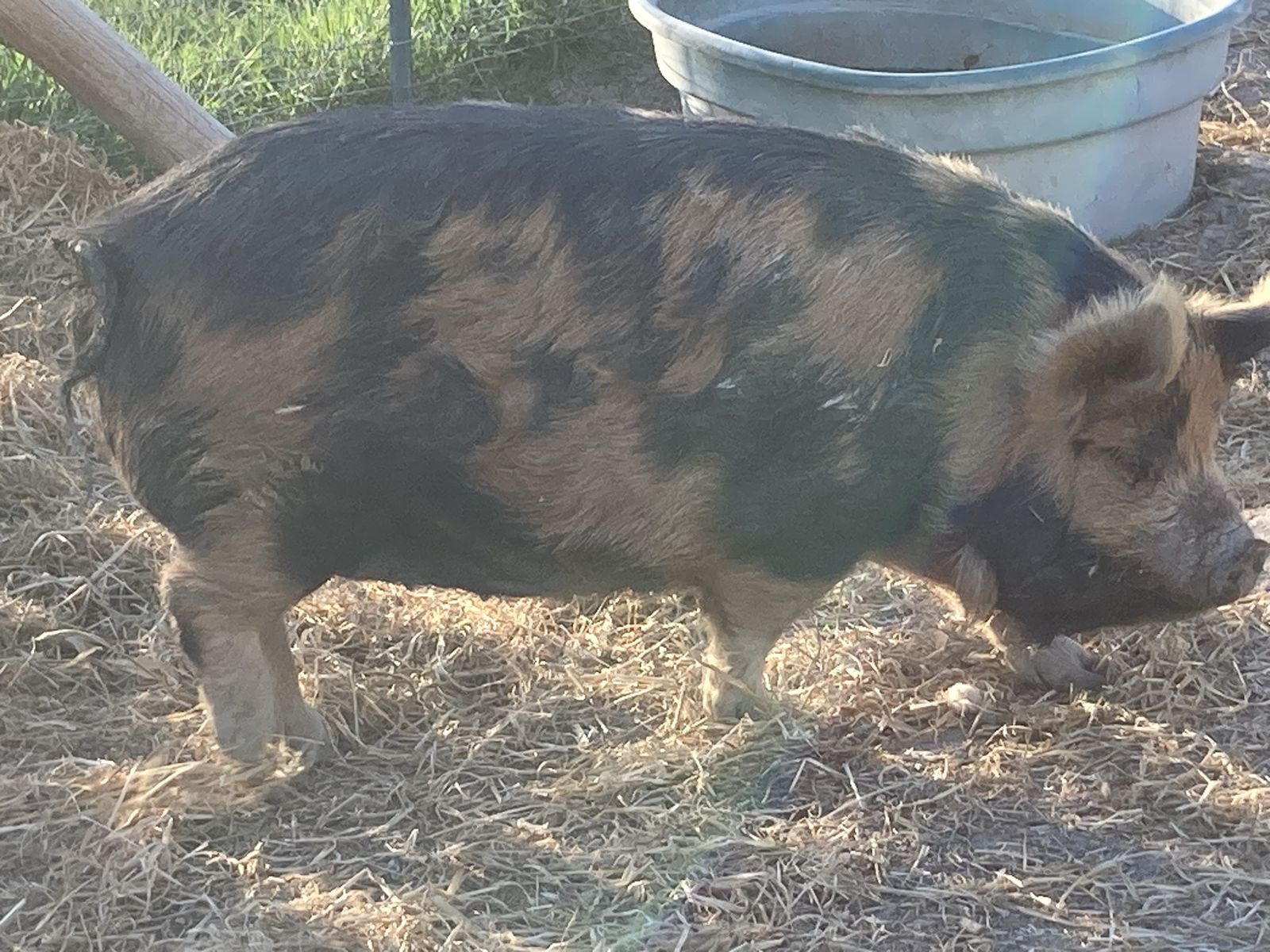 KuneKune/IPP Gilts