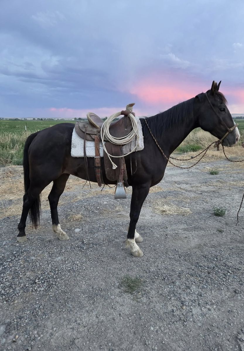 Black gelding