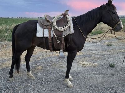 Black gelding