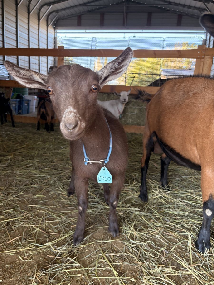 Nigerian Dwarf Doeling - ADGA Registerable