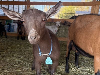 Nigerian Dwarf Doeling - ADGA Registerable