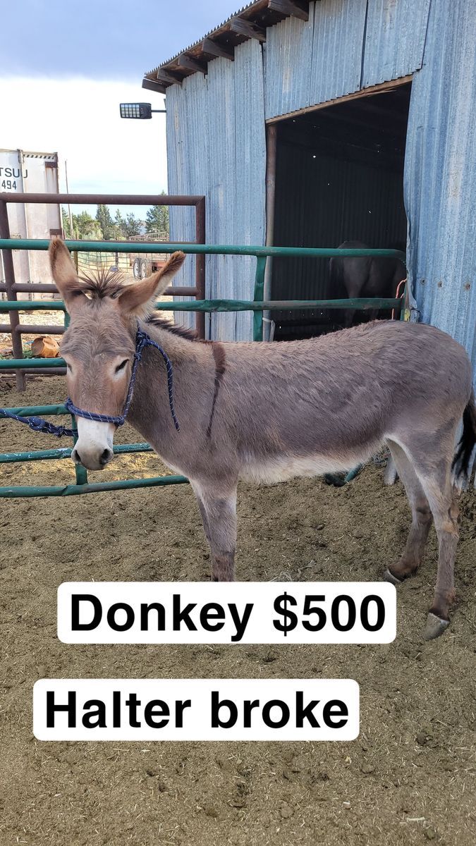 Donkey